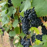 Pensjonat Weingut Erich Serwazi Mesenich