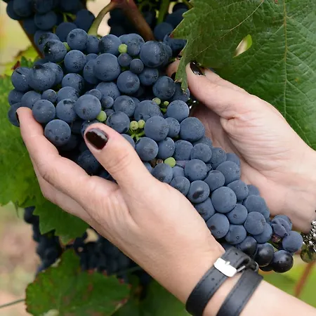 Konukevi Weingut Erich Serwazi