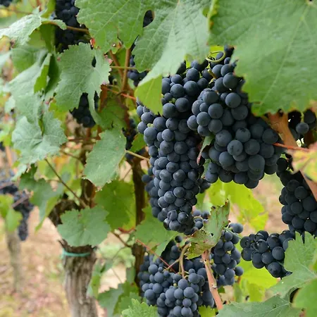 Pensionat Weingut Erich Serwazi Mesenich