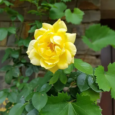 Weingut Erich Serwazi בית הארחה