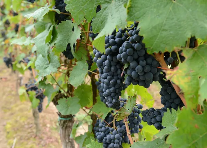 Gasthuis Weingut Erich Serwazi Mesenich