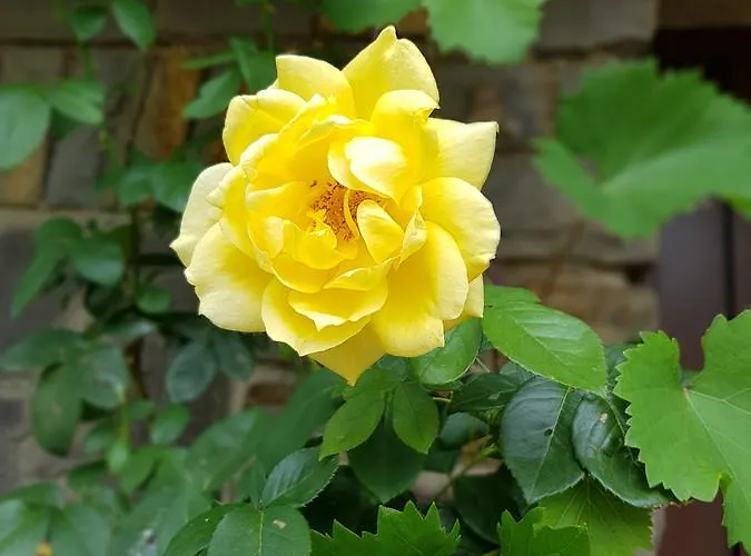 Weingut Erich Serwazi Gasthuis